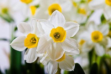 Capcom公布科隆亚洲游戏展参展名单 《怪物猎人：荒野》提供试玩